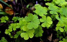 Зеленые листья клевера крупным планом