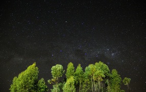 Зеленые верхушки деревьев на фоне звездного неба