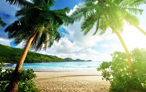 Высокие зеленые пальмы на берегу океана