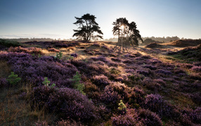 Лиловые полевые цветы и деревья в лучах солнца на рассвете