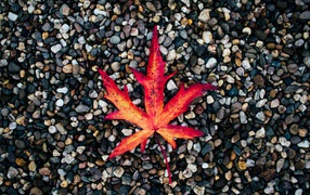 Опавший желтый лист лежит на мелких камнях