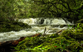 Водопад в лесу между деревьев, Франция 