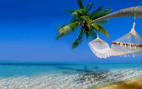 Белый гамак на пальме над чистым океаном