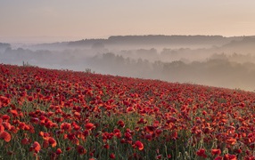 Field of red poppies in the morning fog