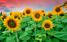 Flowering sunflowers in a field under a beautiful sky