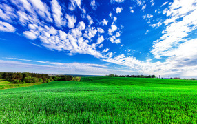 Зеленое поле пшеницы под красивым голубым небом с облаками