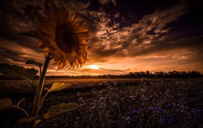 Sunflower in a field with blue flowers against the sky