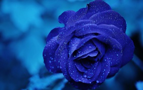 A blue rose in droplets of dew