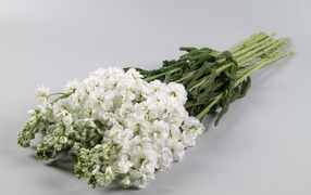 A bouquet of white flowers on a gray background