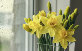 Букет желтых нарциссов в вазе у окна