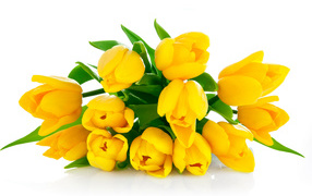 Букет желтых тюльпанов на белом фоне