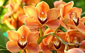 A branch of beautiful exotic orange orchids