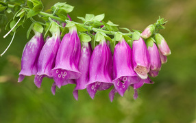 Веточка красивых фиолетовых цветов колокольчиков