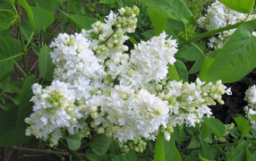 A branch of gentle white lilac