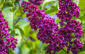 A branch of lilac flowers close-up