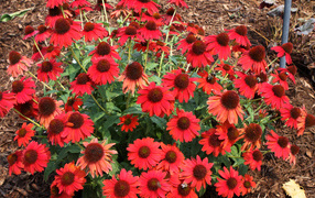 Куст красных цветов эхинацея на клумбе