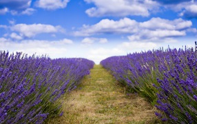 A field of purple lavender flowers under a blue sky
