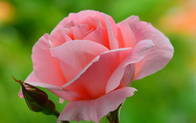 Нежная розовая роза 