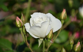 A gentle white garden rose
