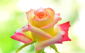 Нежная желтая роза с розовыми лепестками 