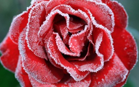 A large red rose is covered with hoarfrost
