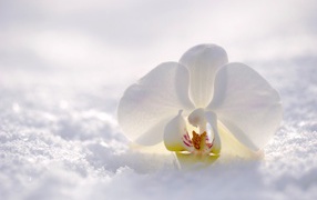 Нежная белая орхидея лежит на снегу