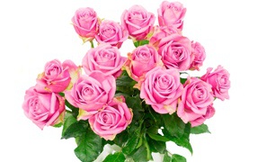 Красивый большой букет розовых роз на белом фоне