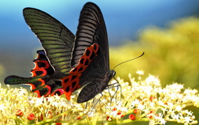 Beautiful black butterfly on a white flower