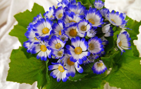 Красивые голубые с белым цветы цинерария 