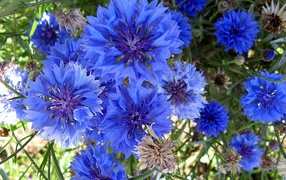 Красивые голубые цветы  васильки 