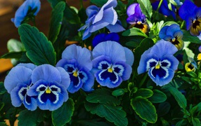 Красивые синие садовые цветы фиалка Виттрока 