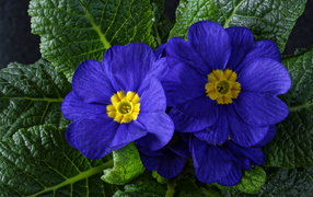 Красивые синие комнатные цветы примула