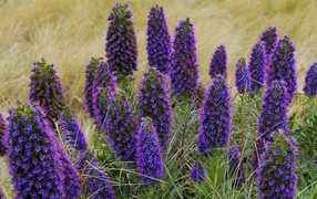 Красивые синие полевые цветы 