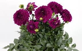 Красивый букет бордовых георгин на белом фоне