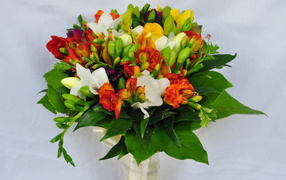 Beautiful bouquet of freesias on a gray background