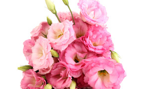 Красивый букет розовых цветов Эустома  на белом фоне