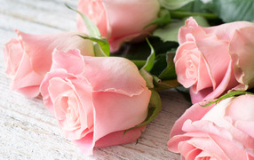 Красивый букет розовых роз крупным планом