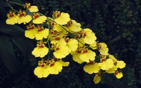 Красивая ветка желтой орхидеи