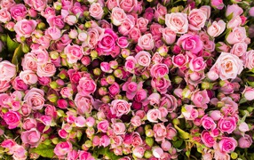 Красивые бутоны розовых роз 