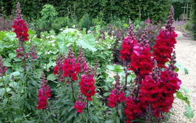 Красивые бордовые цветы львиный зев на клумбе