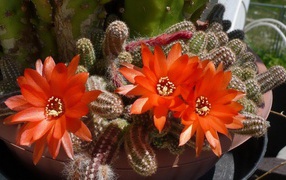 Красивый цветущий красными цветами кактус