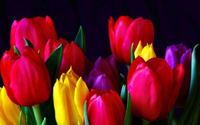 Красивые разноцветные тюльпаны 