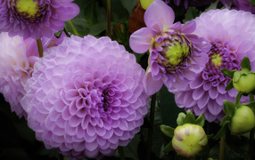 Красивые пышные сиреневые хризантемы 