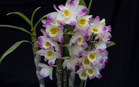 Красивые нежные бело - сиреневые орхидеи крупным планом