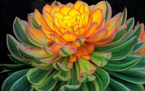 Красивый цветок каменная роза, молодило 