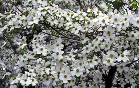 Красивое цветущее дерево кизила 