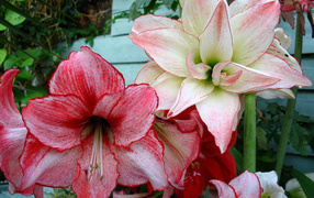 Beautiful flowers Amaryllis close-up