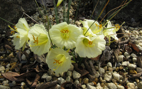 Beautiful flowers of daffodils on stones