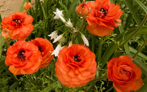 Красивые полные садовые оранжевые цветы лютики