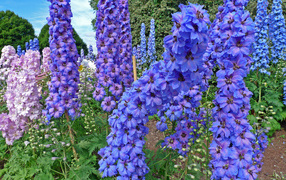 Красивые садовые цветы дельфиниум  